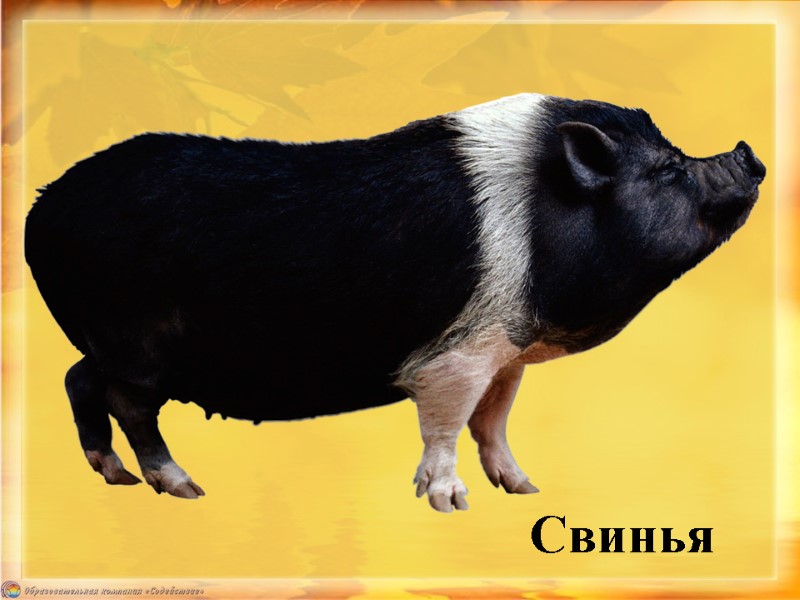 Свинья